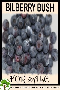 Bilberry bush for sale
