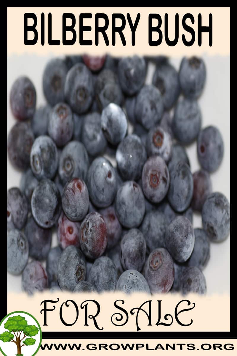 Bilberry bush