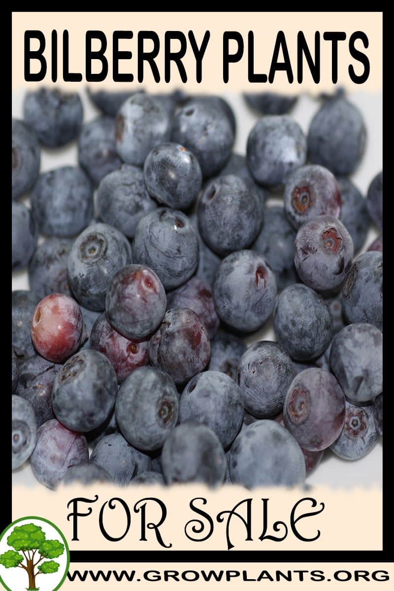 Bilberry plants