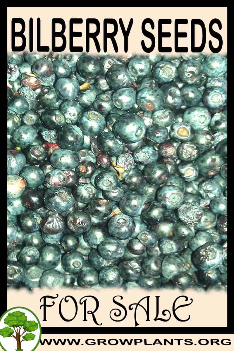 Bilberry seeds