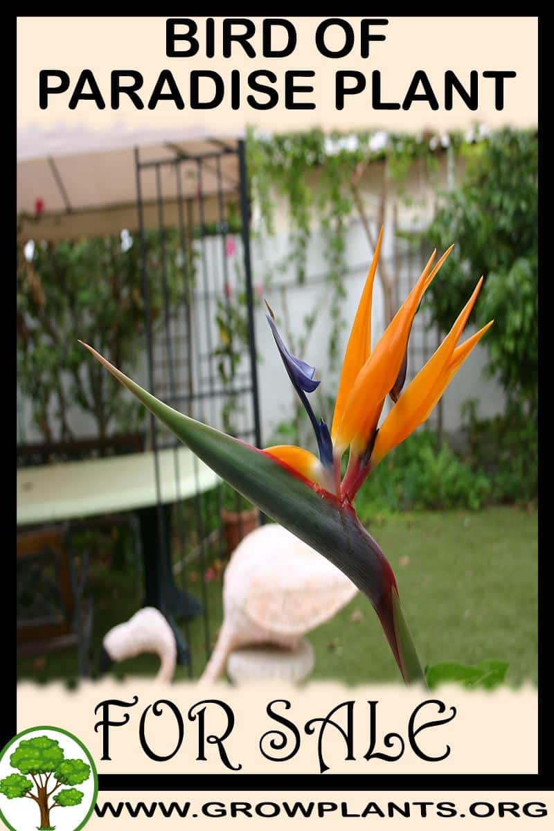 Bird of paradise