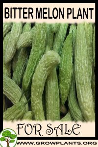 Bitter melon plant for sale