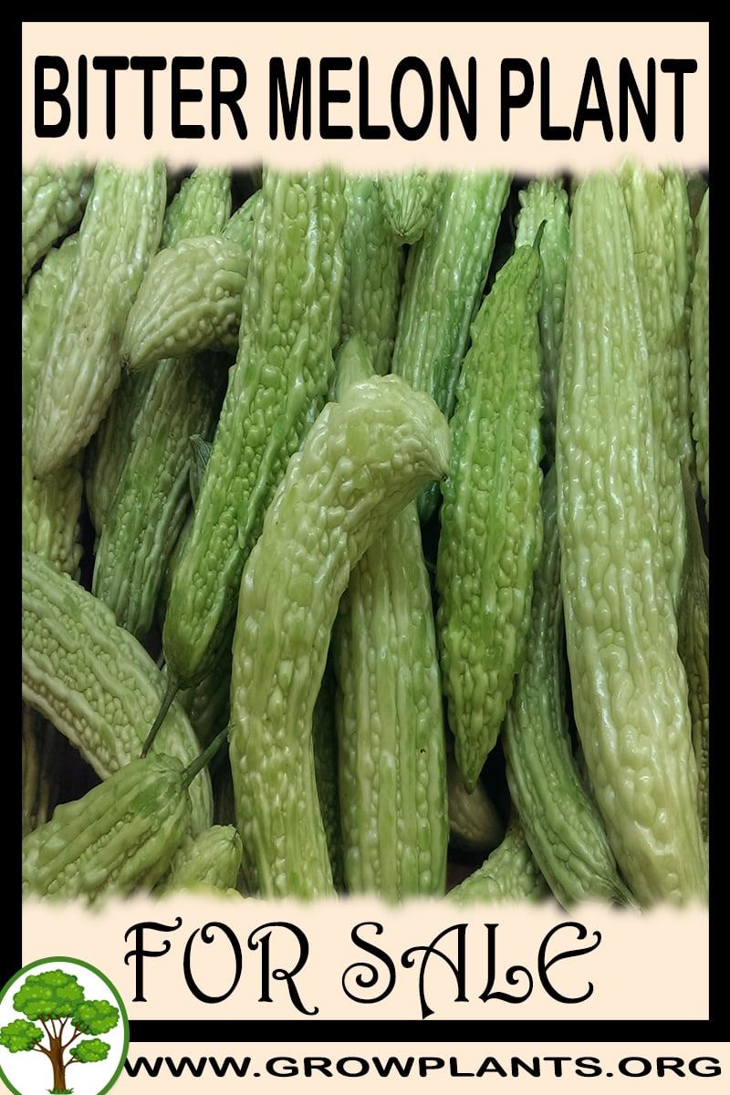 Bitter melon