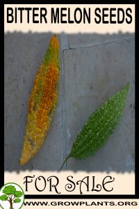 Bitter melon seeds for sale
