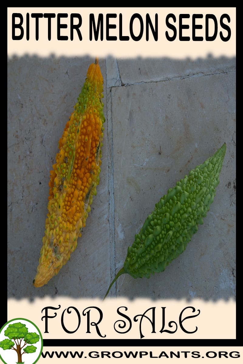 Bitter melon seeds