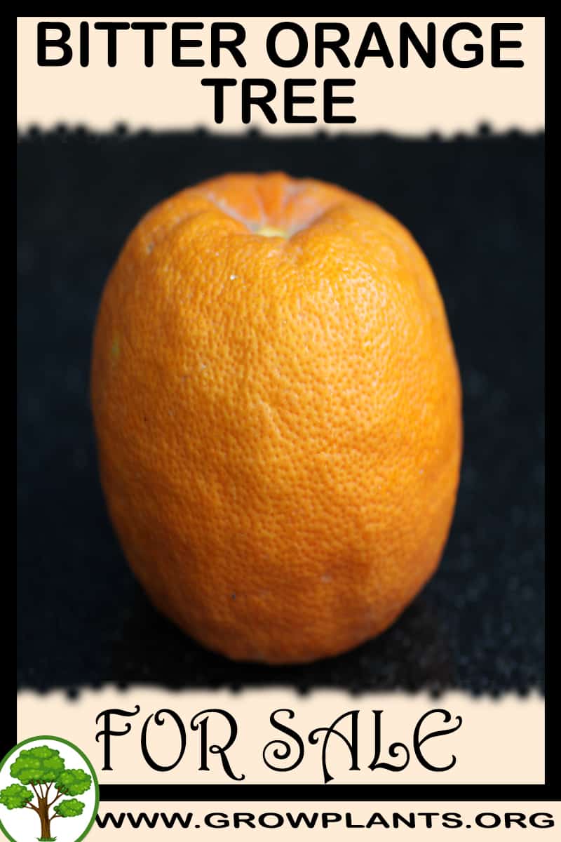 Bitter orange tree
