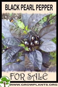 Black Pearl pepper for sale