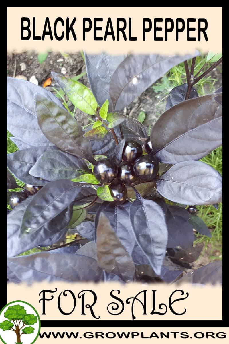 Black Pearl pepper