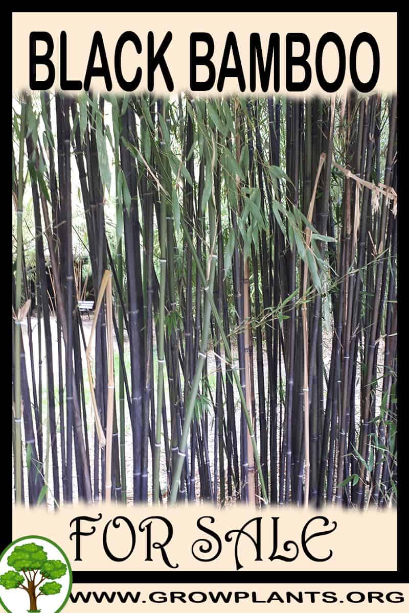 Black bamboo