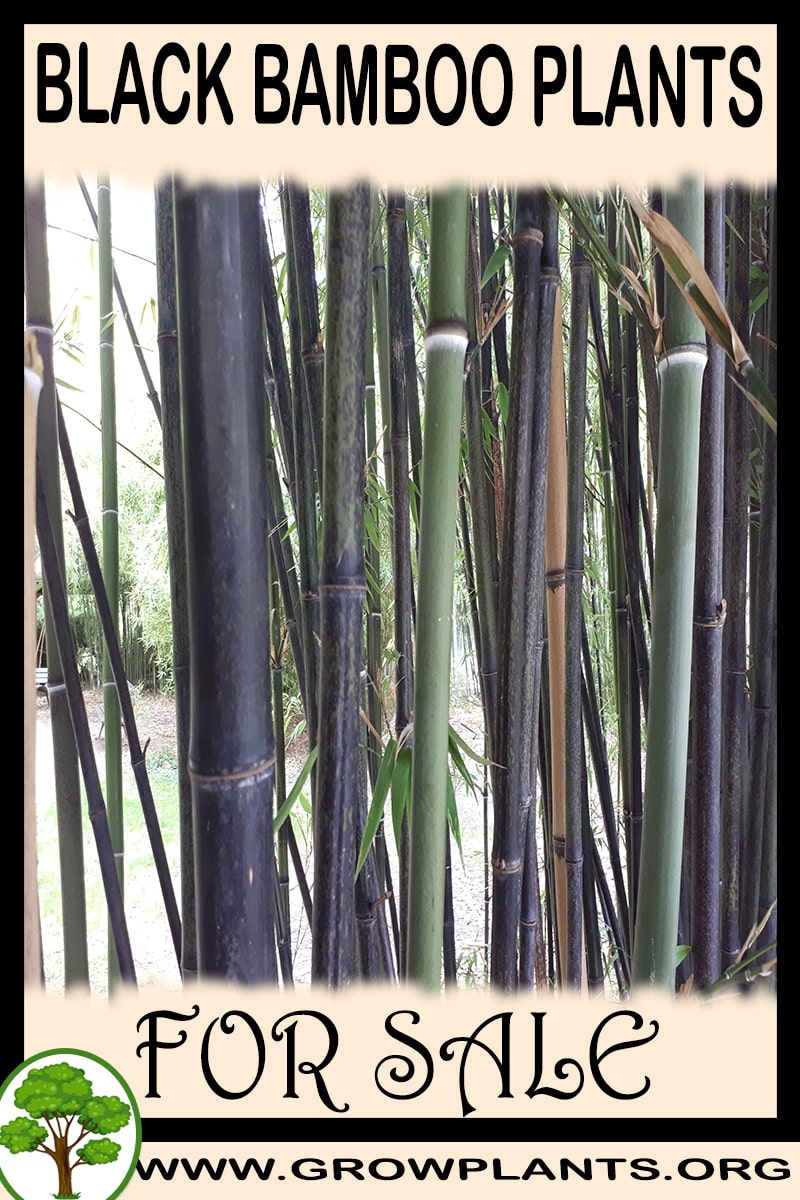 Black bamboo plants