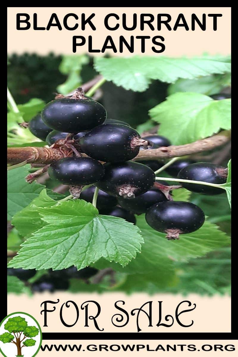 Black currant plants