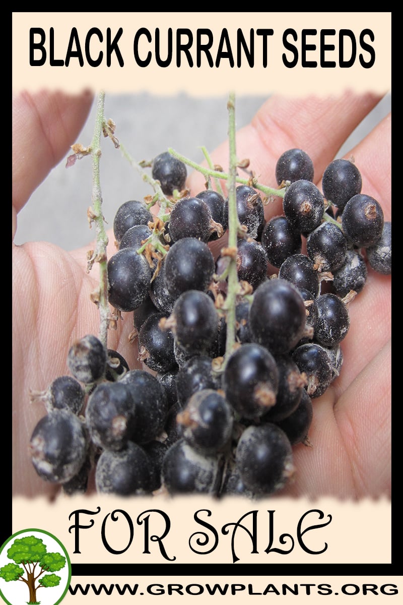 Black currant seeds