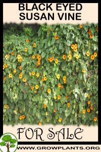 Black eyed susan vine plants for sale