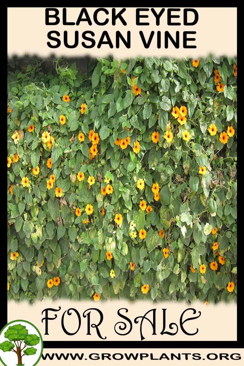 Black eyed susan vine plants
