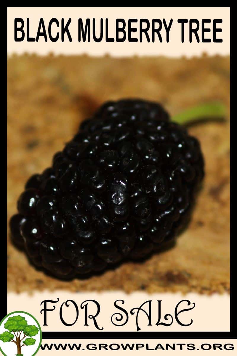 Black mulberry tree