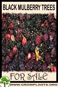 Black mulberry trees for sale