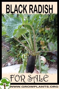 Black radish for sale