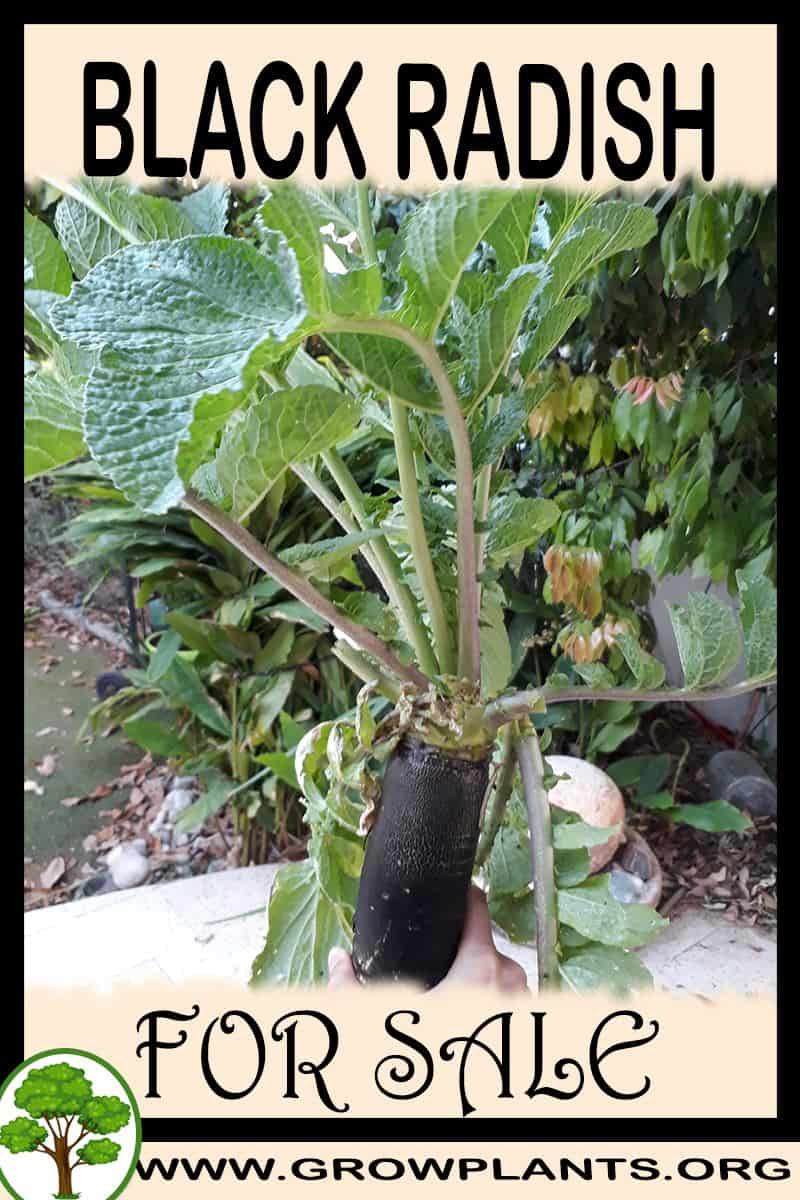 Black radish