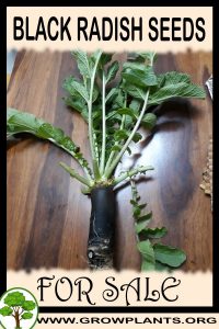 Black radish seeds for sale