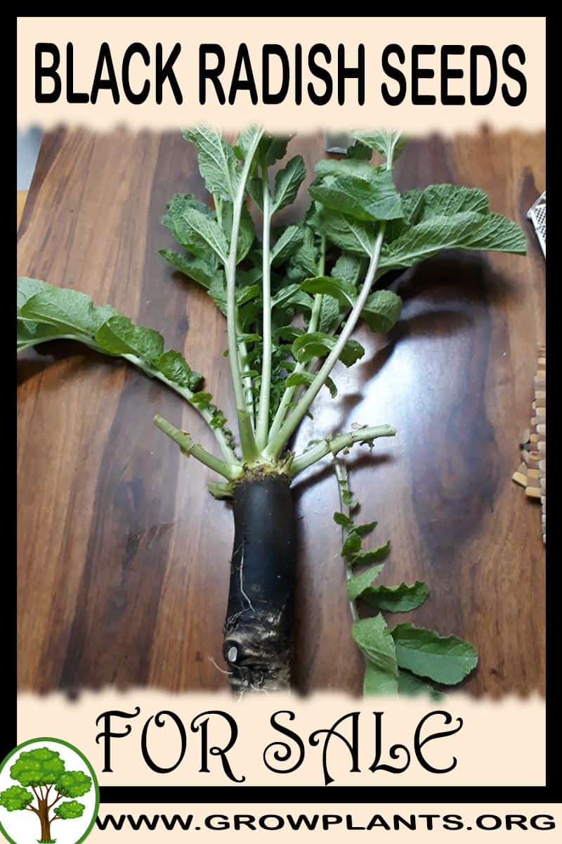 Black radish seeds