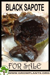 Black sapote for sale