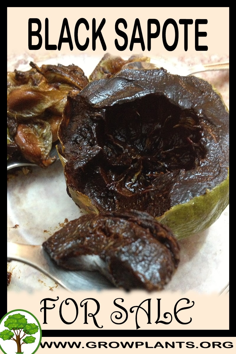 Black sapote