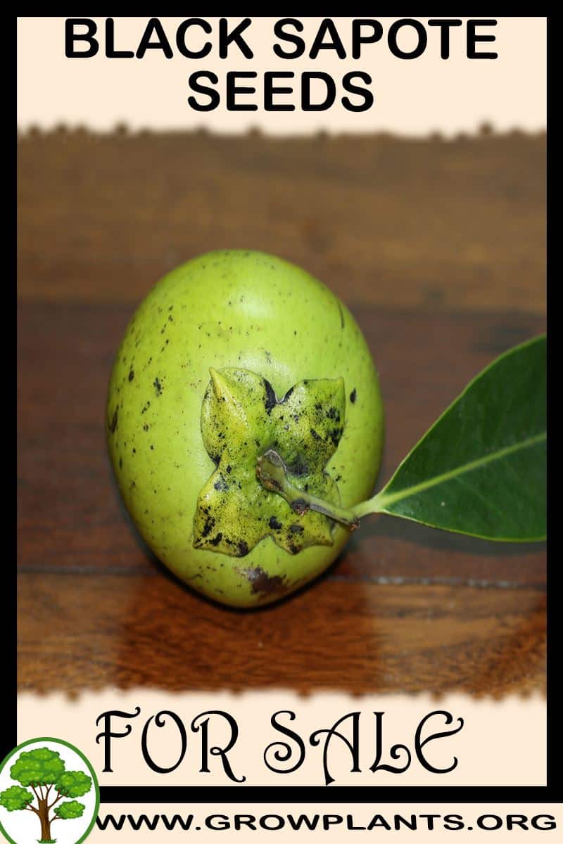 Black sapote seeds