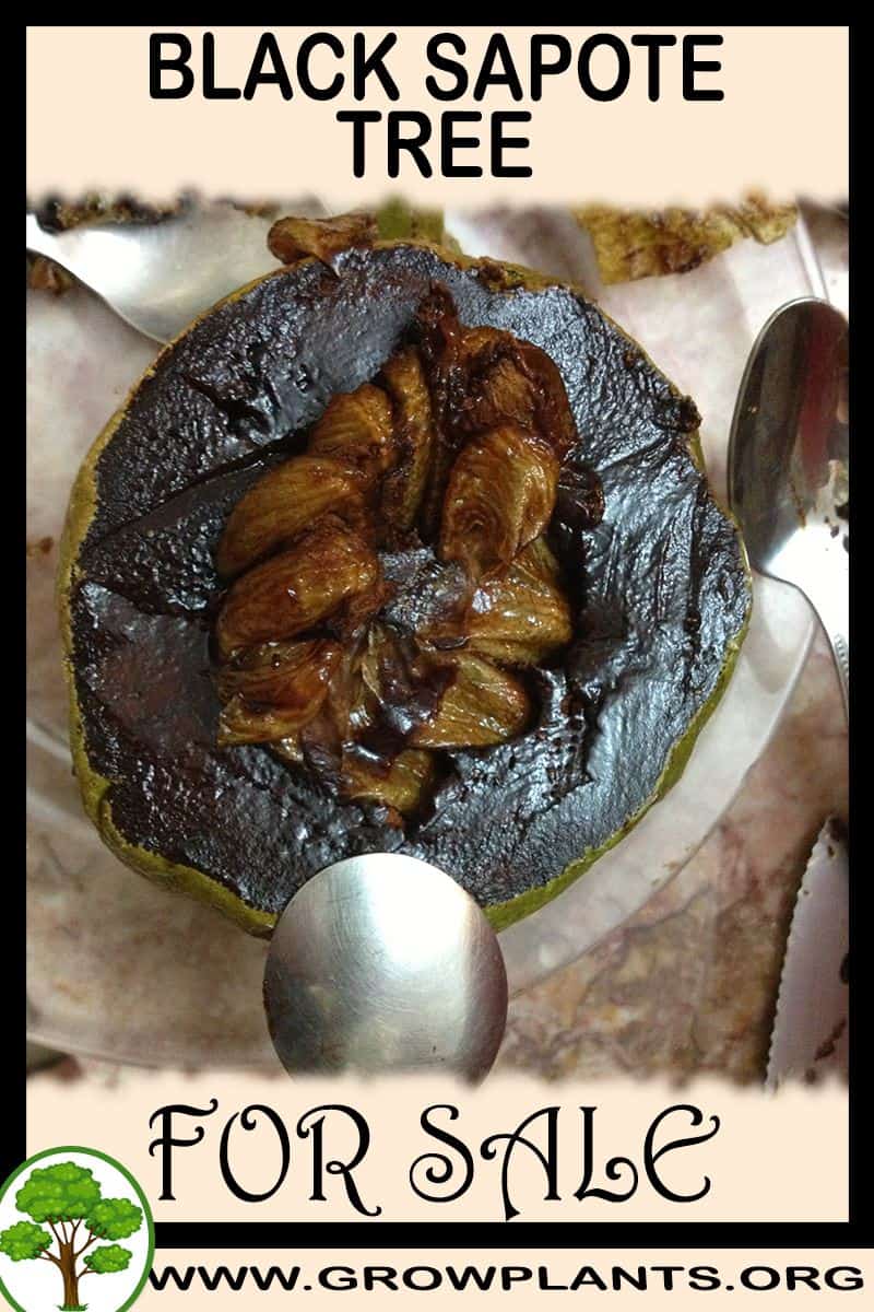 Black sapote tree