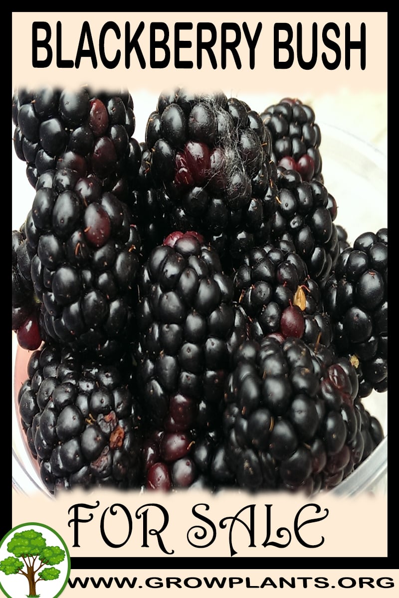 Blackberry bush