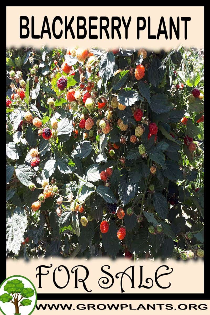 Blackberry