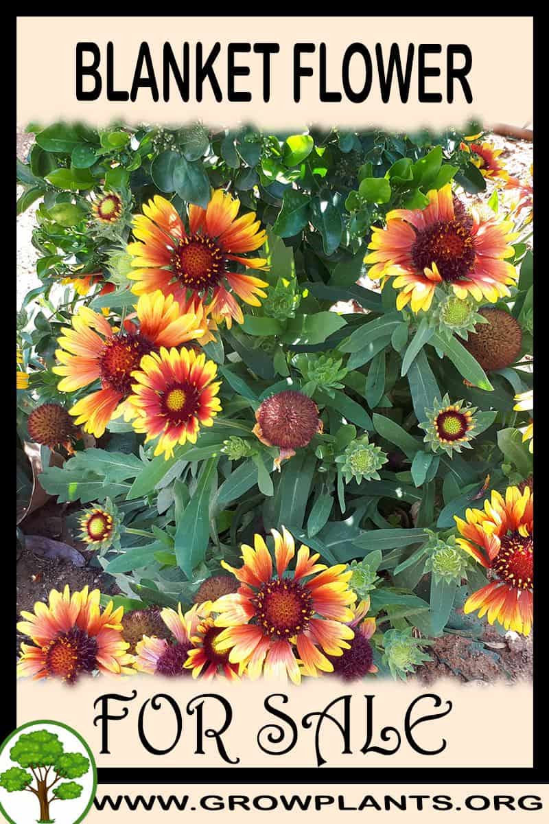 Blanket flower