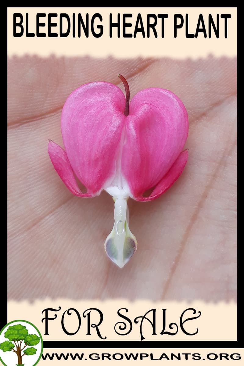 Bleeding heart