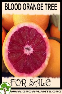 Blood orange tree for sale