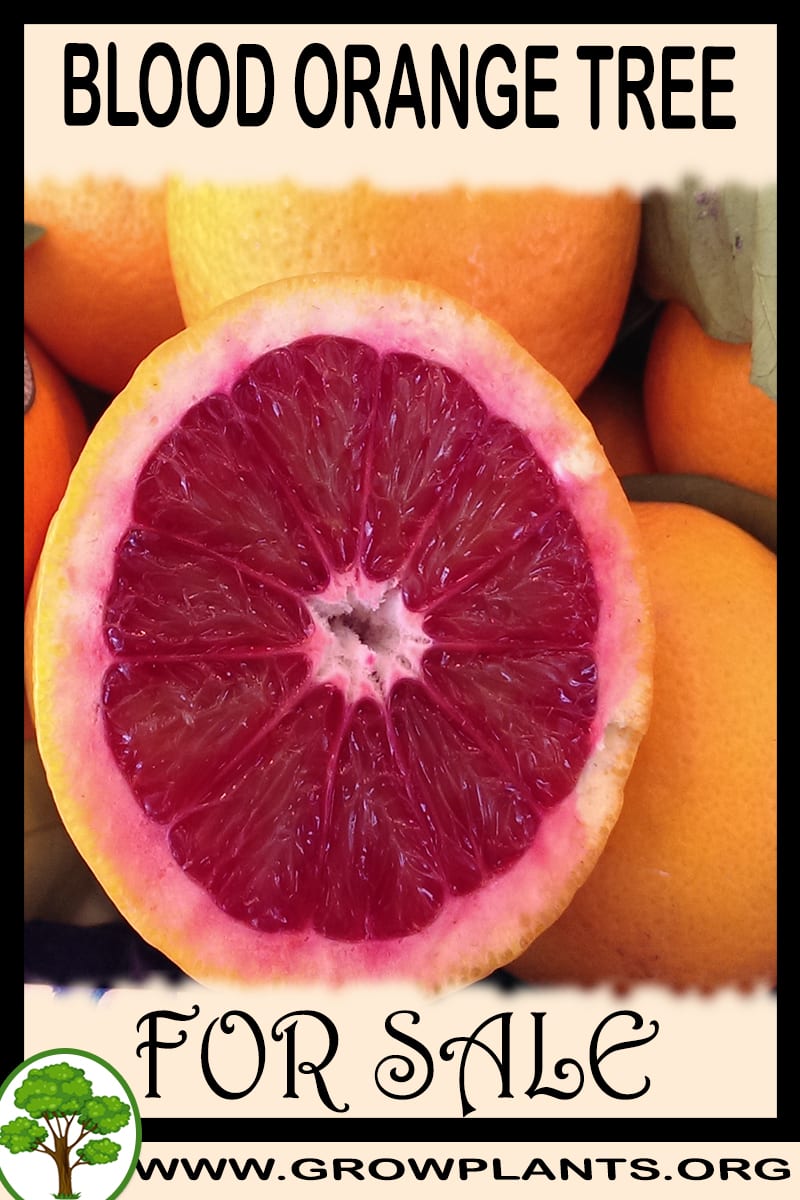 Blood orange tree