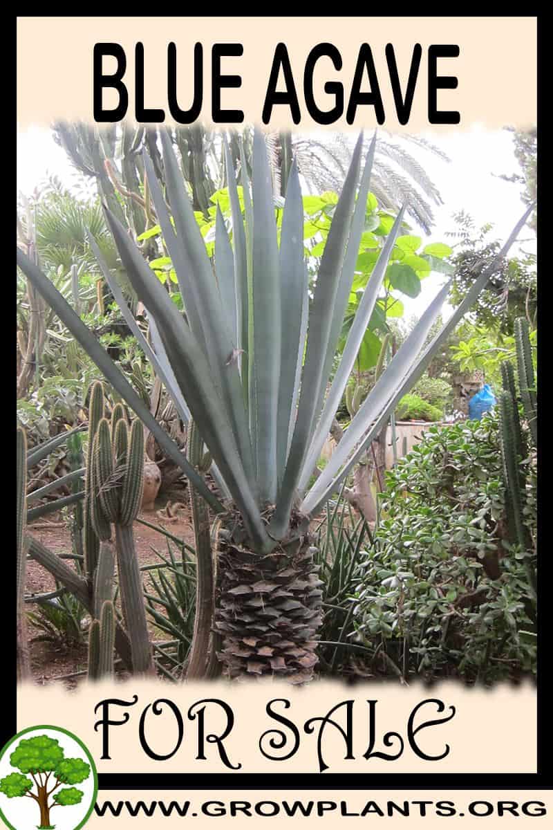 Blue agave