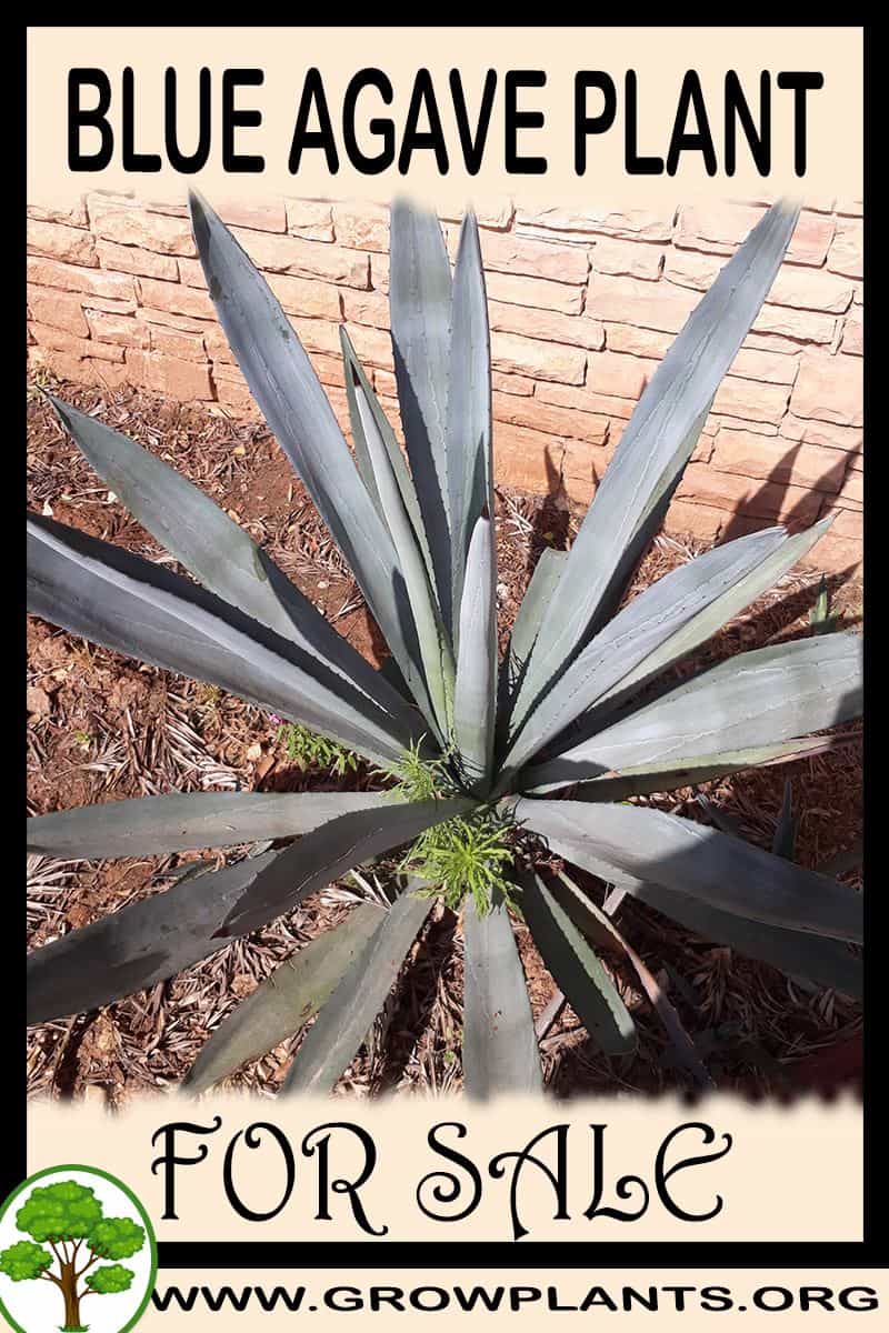 Blue agave