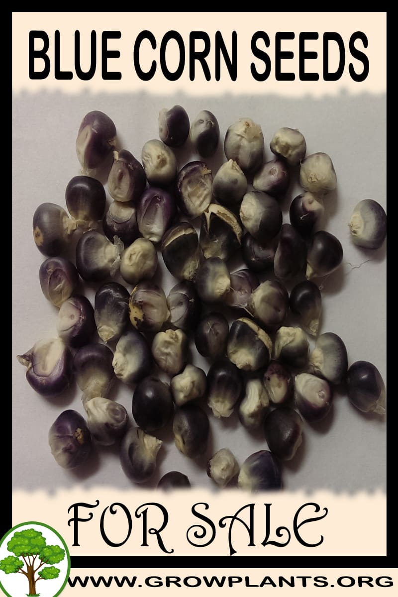 Blue corn seeds