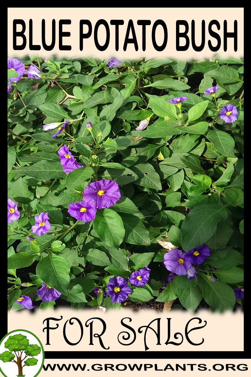 Blue potato bush