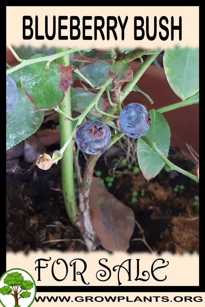 Blueberry bush