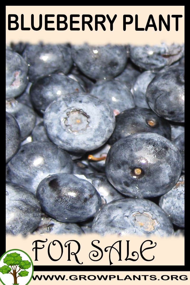 Blueberry