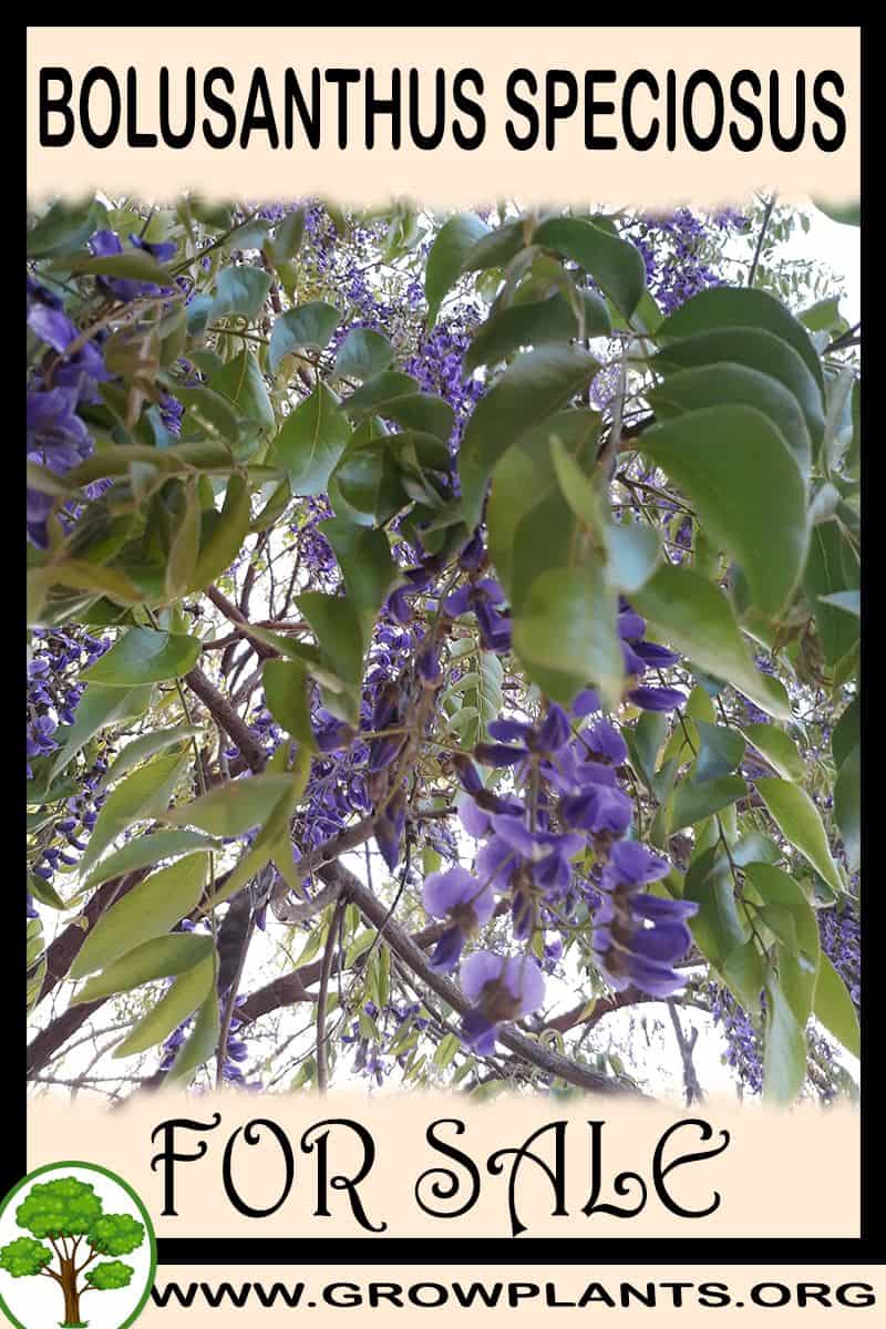 Bolusanthus speciosus