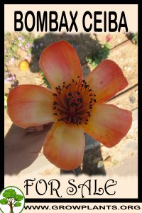 Bombax ceiba for sale