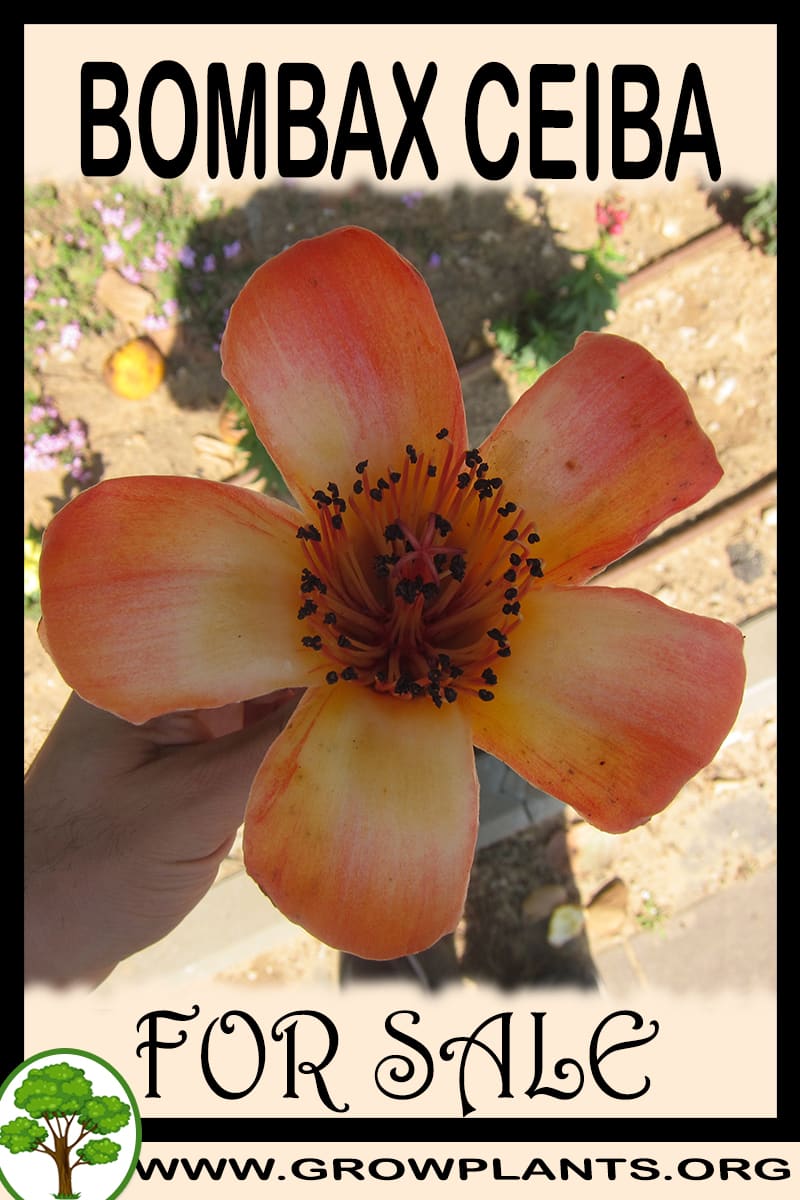 Bombax ceiba