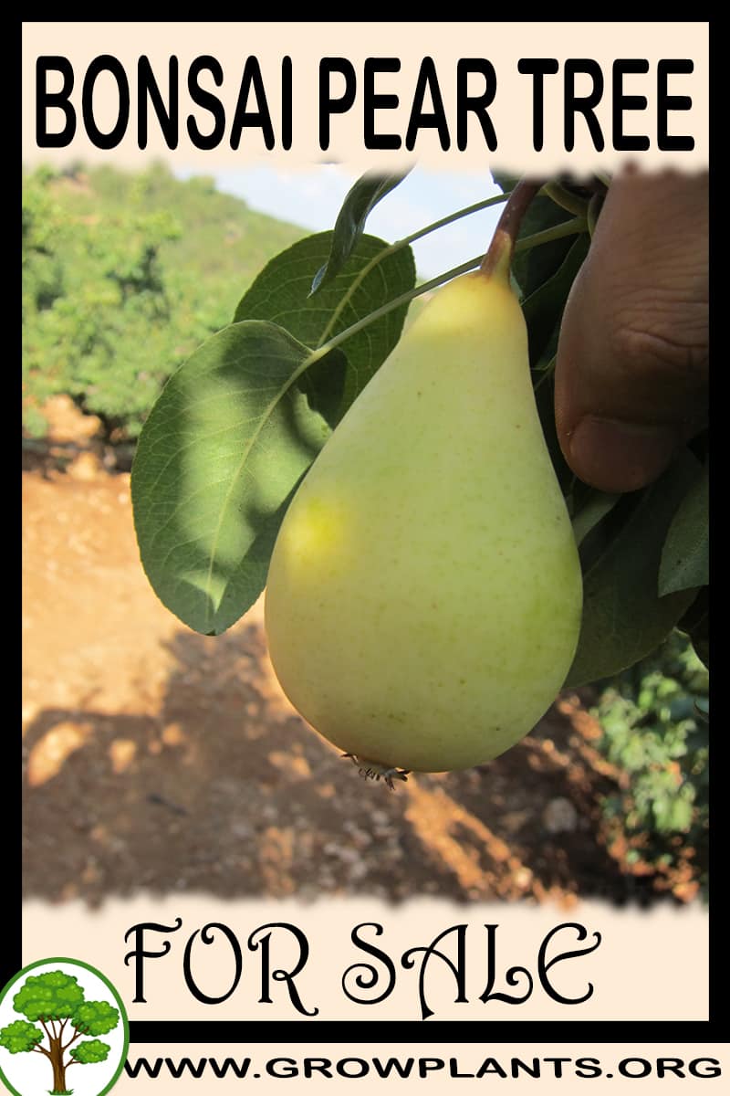 Bonsai Pear tree