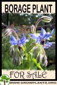 Borage plant for sale