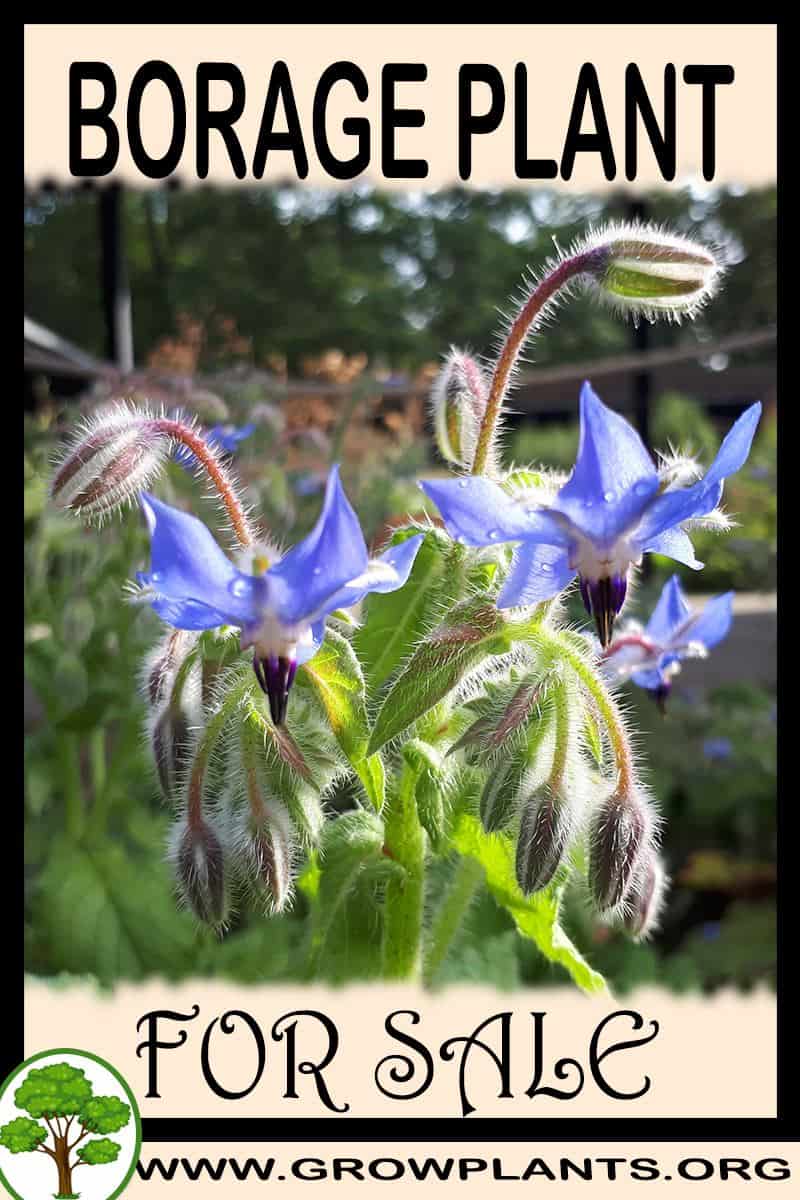 Borage