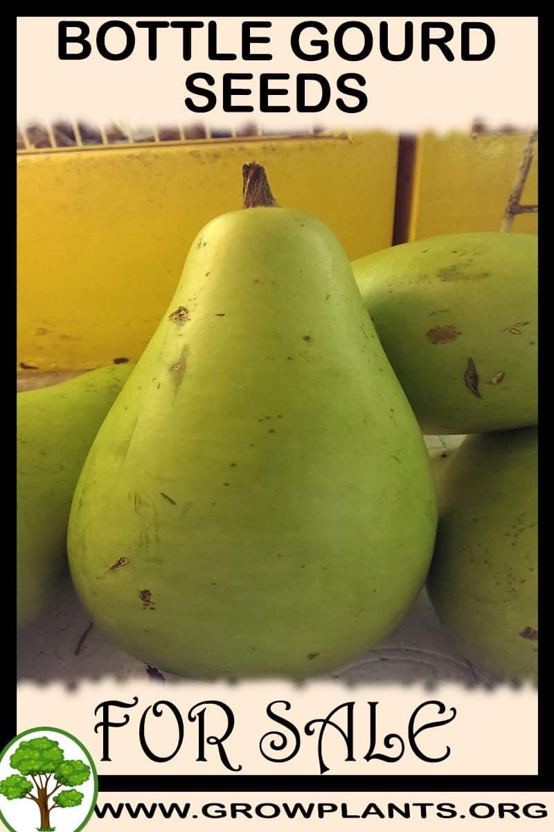 Bottle gourd seeds