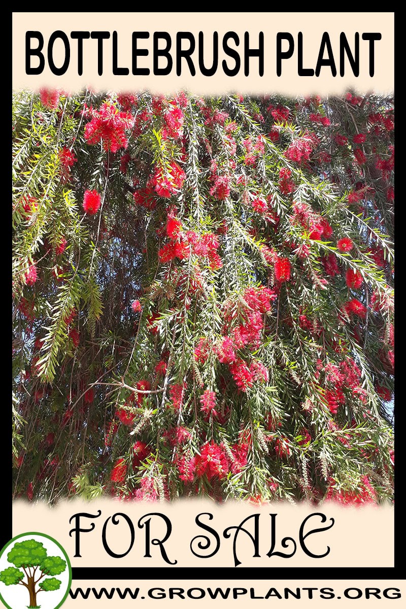 Bottlebrush