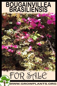 Bougainvillea brasiliensis for sale