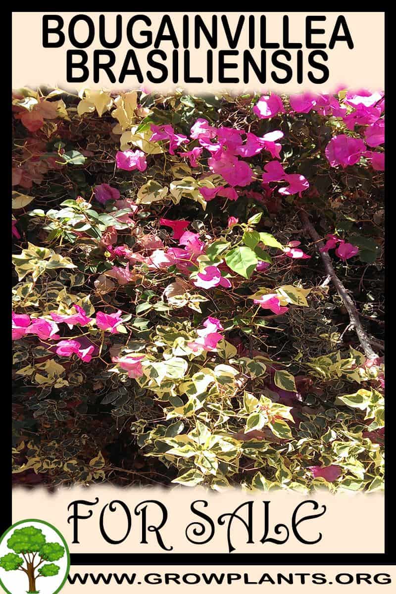 Bougainvillea brasiliensis